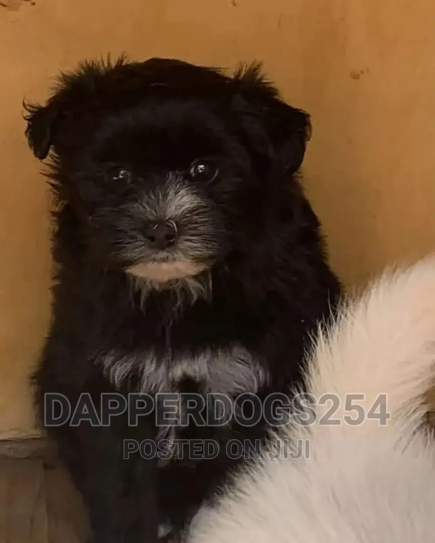 1-3 months Female Purebred Havanese