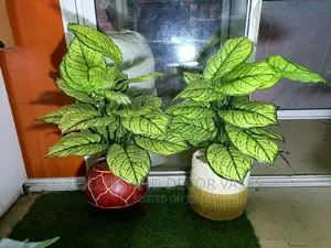 Artificial Plants and Baskets