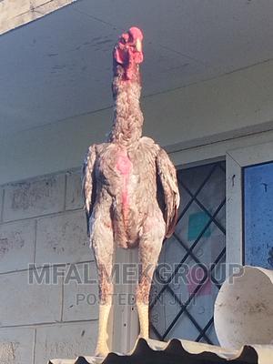 Pure Quality Male Kuchi - thumbnail 2