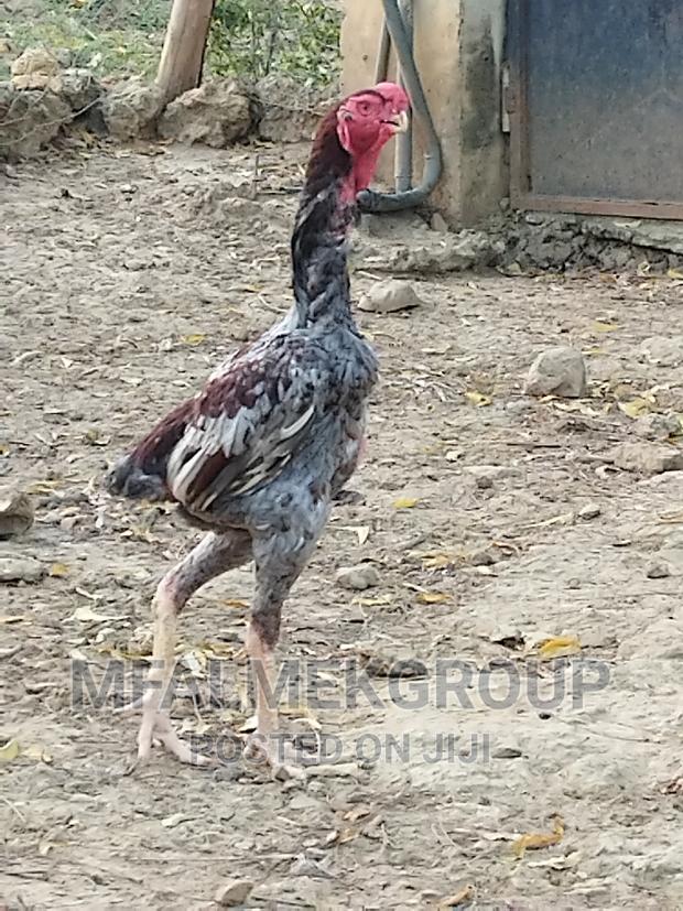 Pure Quality Male Kuchi - thumbnail 13