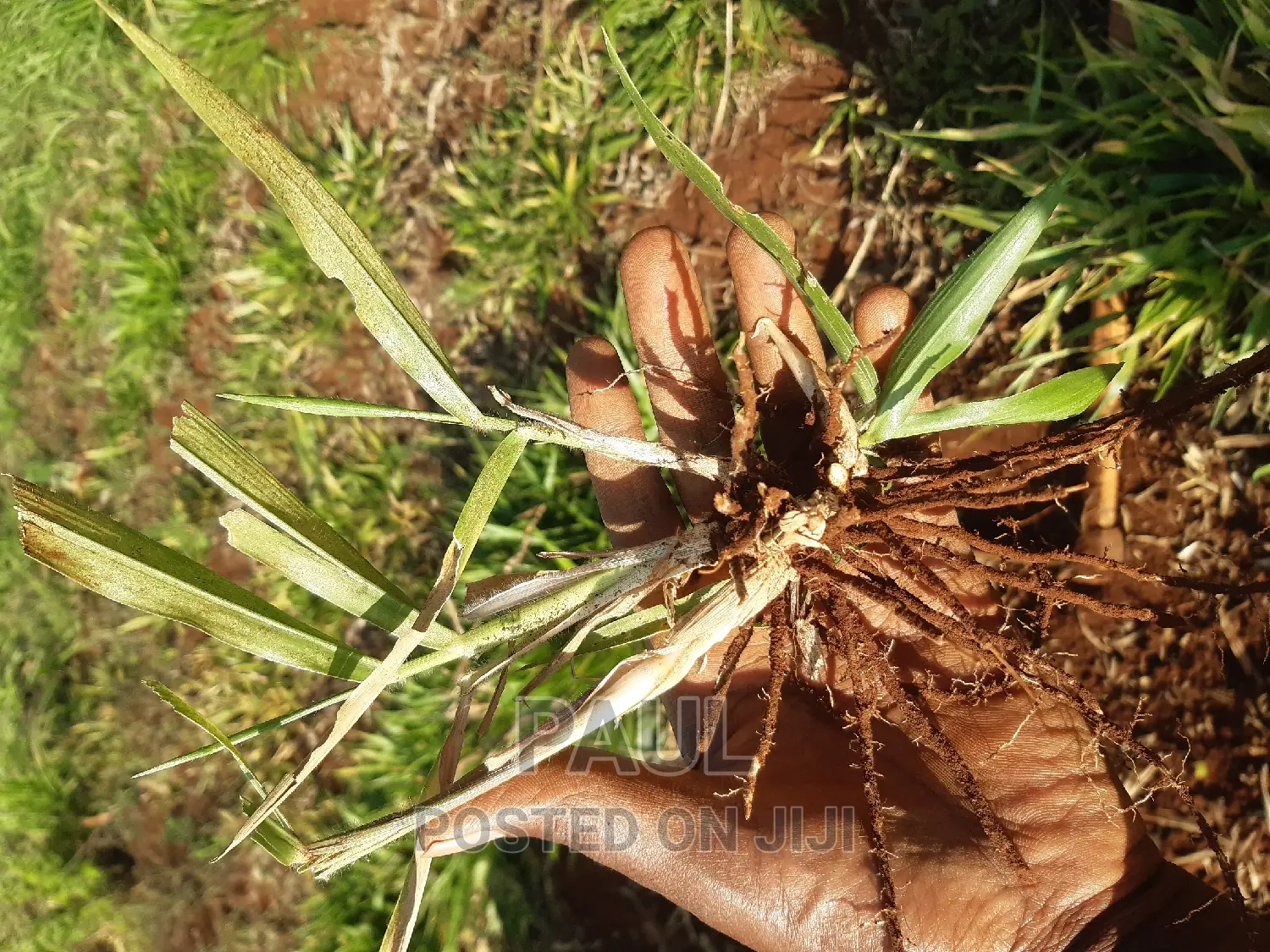 Brachiaria Seedlings (Mulato Ii) - Bracharia