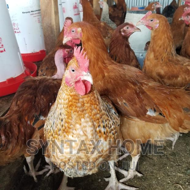 5 Months Old Kenbro Improved Kienyeji Chicken Ready for Meat - thumbnail 2