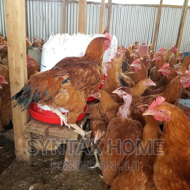 5 Months Old Kenbro Improved Kienyeji Chicken Ready for Meat - thumbnail 3