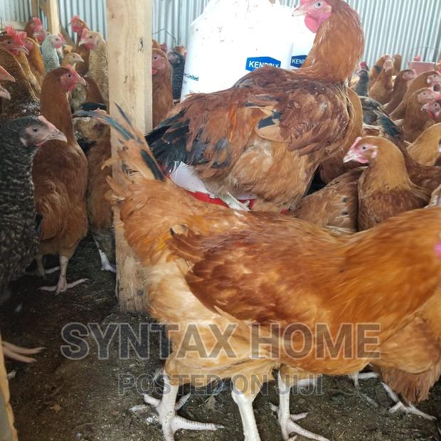5 Months Old Kenbro Improved Kienyeji Chicken Ready for Meat - thumbnail 4