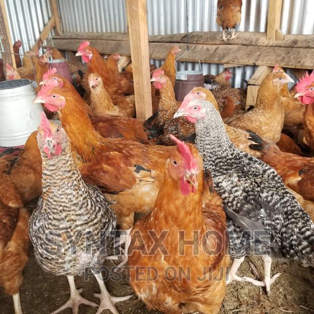 5 Months Old Kenbro Improved Kienyeji Chicken Ready for Meat - thumbnail 5