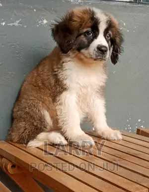 1-3 months Female Purebred Saint Bernard