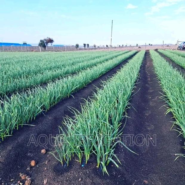 Garlic Under Drip Irrigation System - main view
