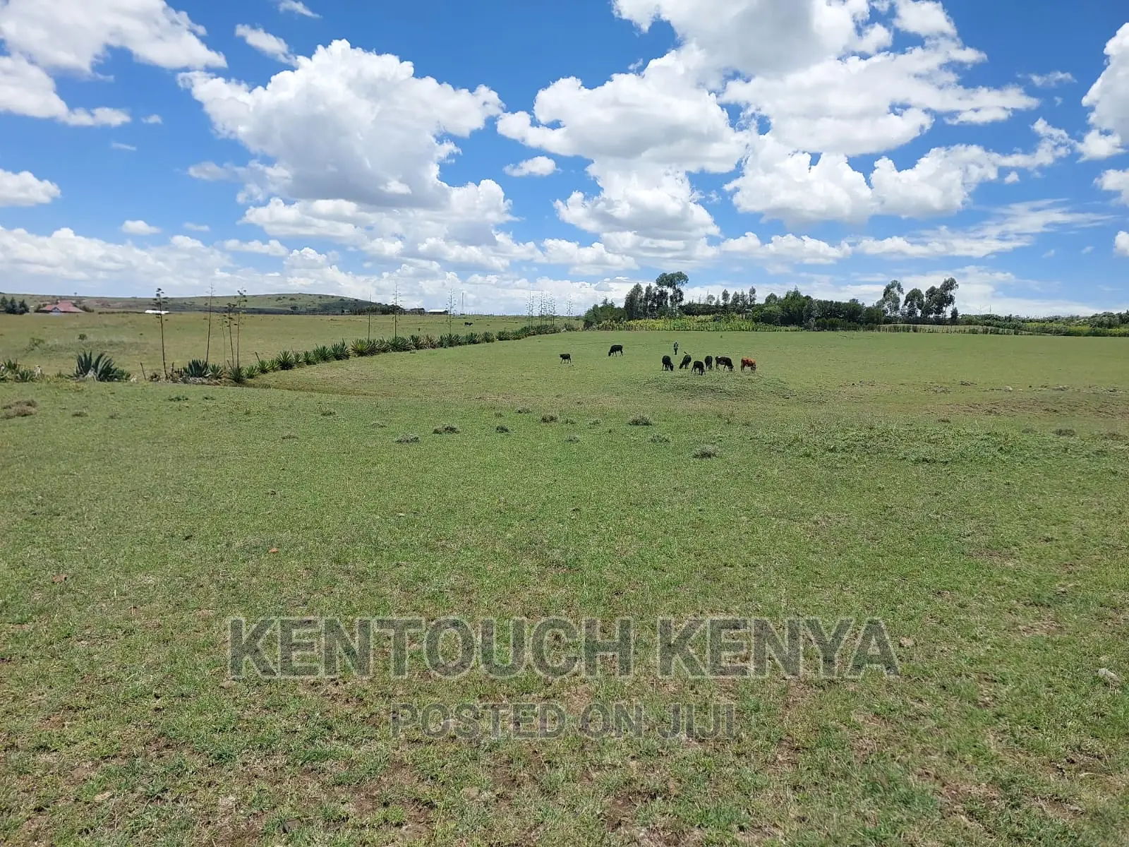 Plots for Sale at Wiyumiririe Makutano (Joswin Academy))