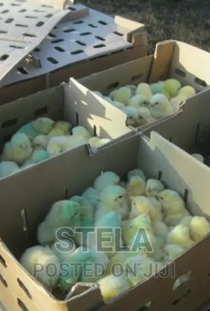 Day One Old Chick Supply Upto 4 Weeks - thumbnail 2