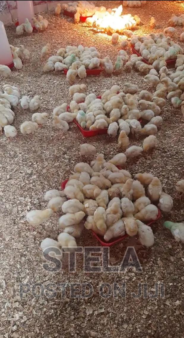 Day One Old Chick Supply Upto 4 Weeks - thumbnail 3