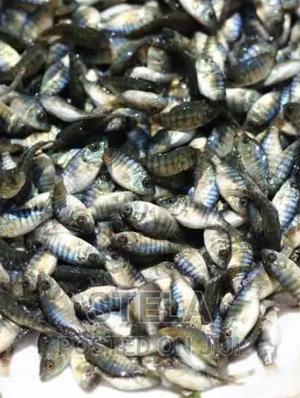 F1 Tilapia Fingerlings Matures in 4months - thumbnail 2