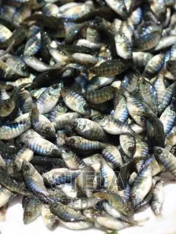 F1 Tilapia Fingerlings Matures in 4months - main view