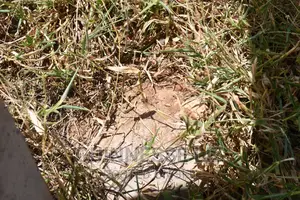 One Acre Coral Rock Land for Sale (Shamba La Mawe)