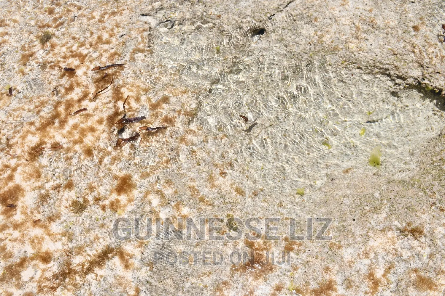 One Acre Coral Rock Land for Sale (Shamba La Mawe)