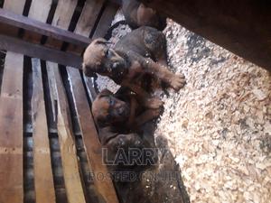 1-3 months Female Purebred Boerboel - thumbnail 2