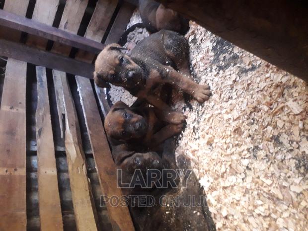 1-3 months Female Purebred Boerboel - main view