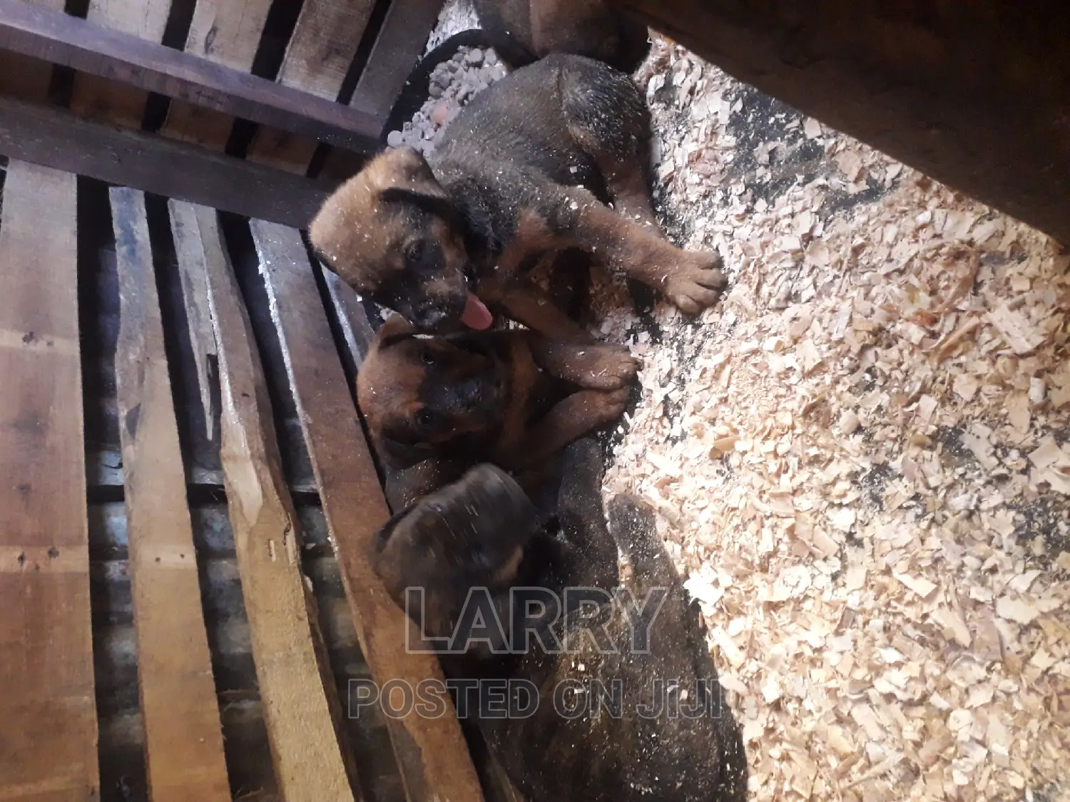 1-3 months Male Purebred Boerboel
