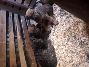 1-3 months Male Purebred Boerboel - thumbnail 2