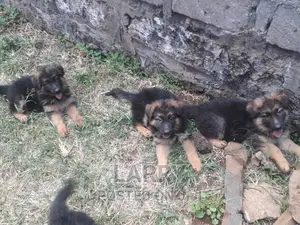 1-3 months Female Purebred German Shepherd