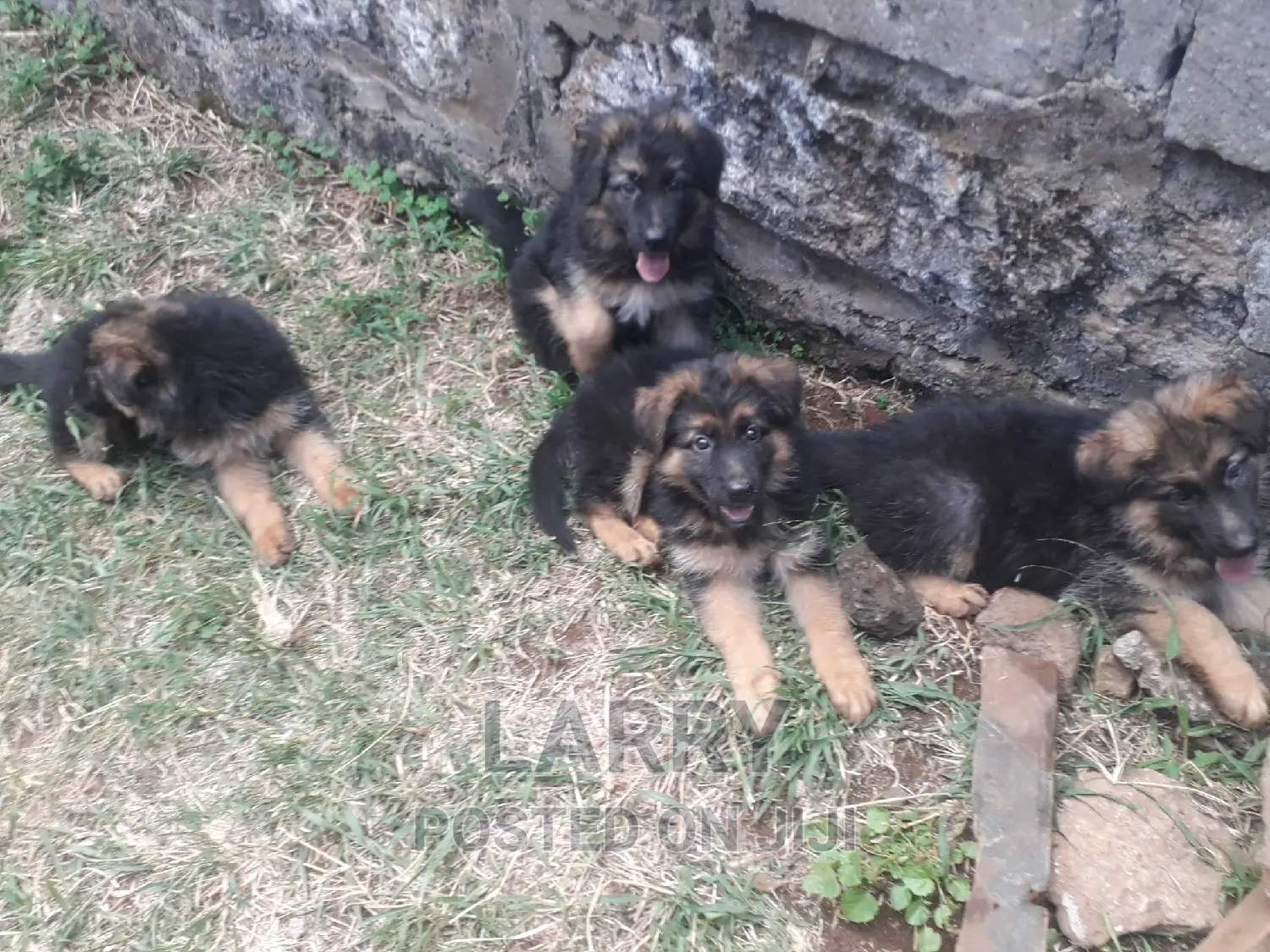 1-3 months Female Purebred German Shepherd