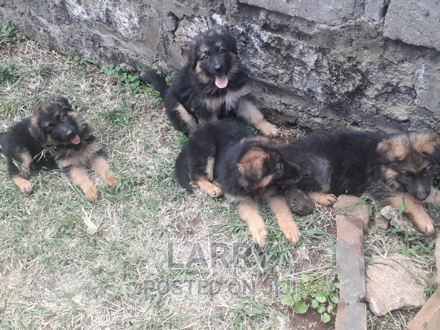1-3 months Female Purebred German Shepherd