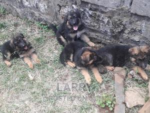 1-3 months Female Purebred German Shepherd - thumbnail 2