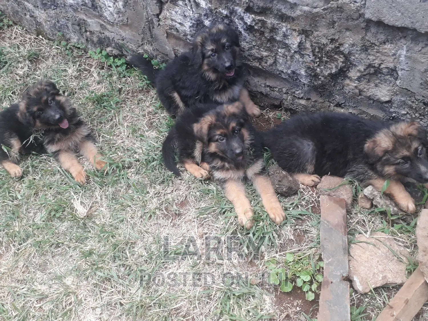 1-3 months Female Purebred German Shepherd