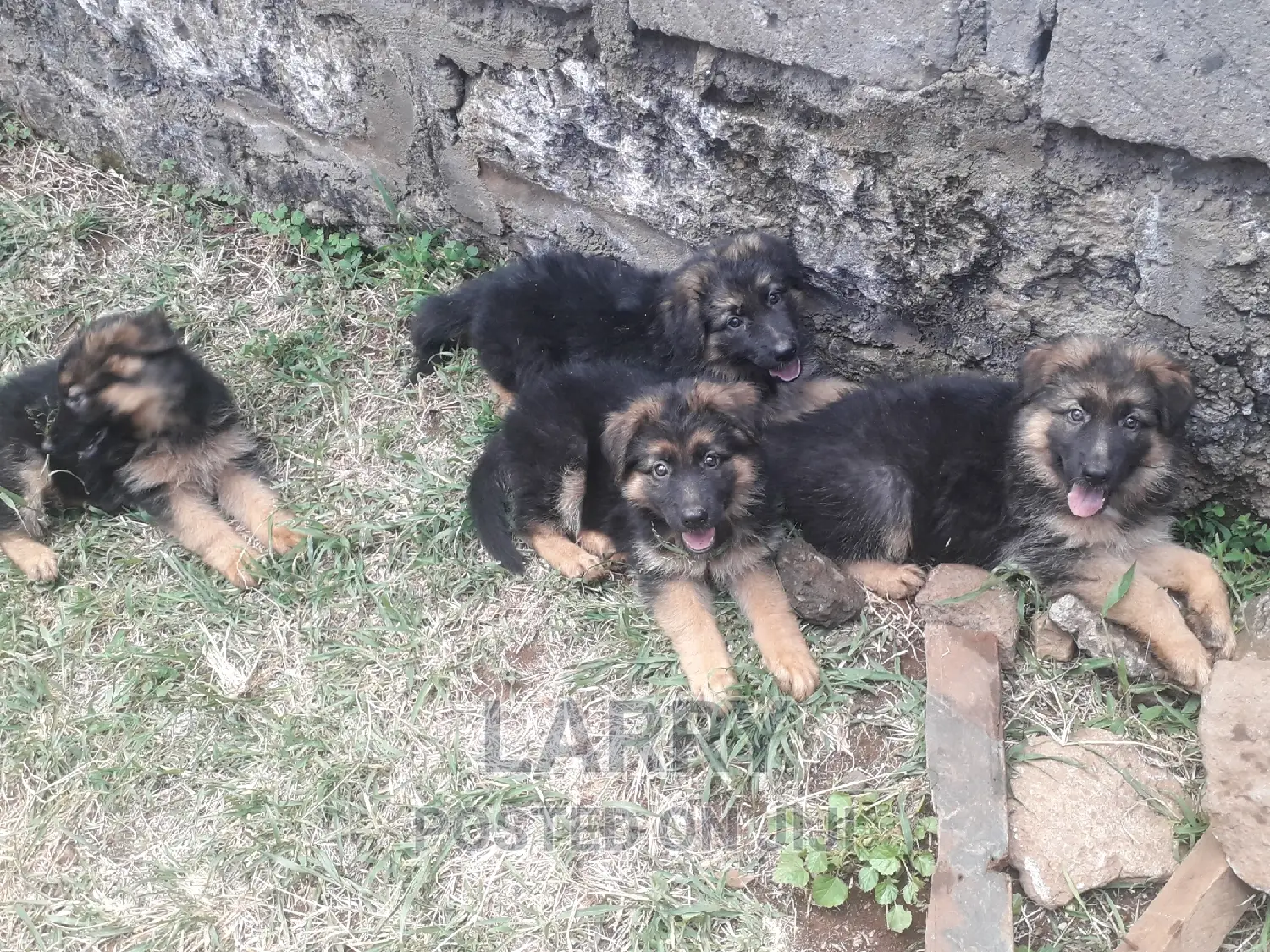 1-3 months Female Purebred German Shepherd