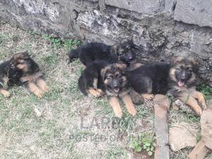 1-3 months Female Purebred German Shepherd - thumbnail 2
