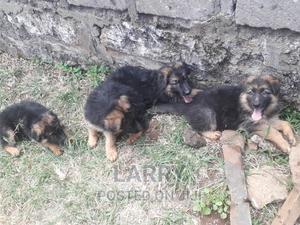 1-3 months Female Purebred German Shepherd - thumbnail 2