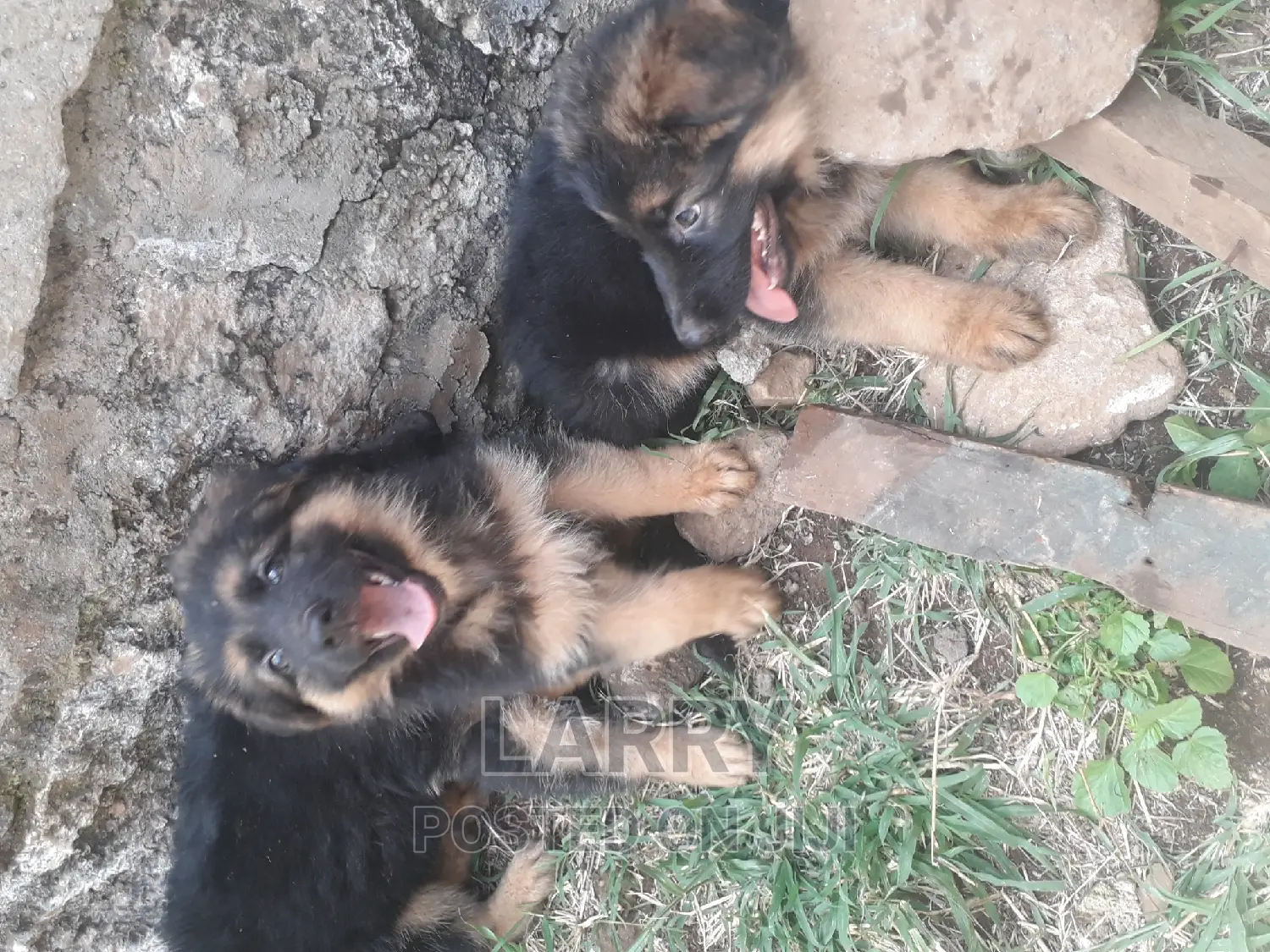 1-3 months Female Purebred German Shepherd