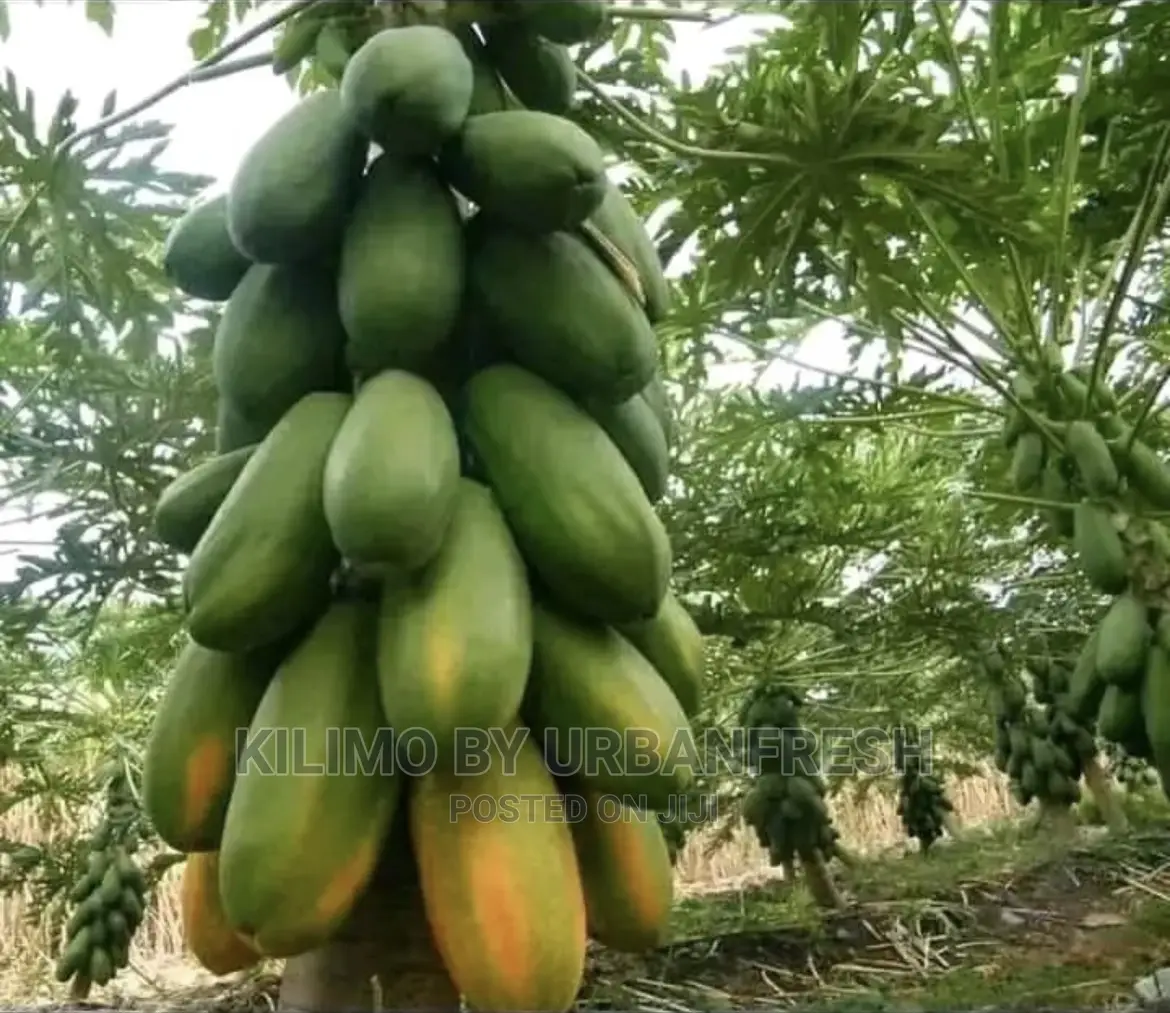 Malkia / Calina / Solo Dwarf Pawpaw Seedling Moq 10.