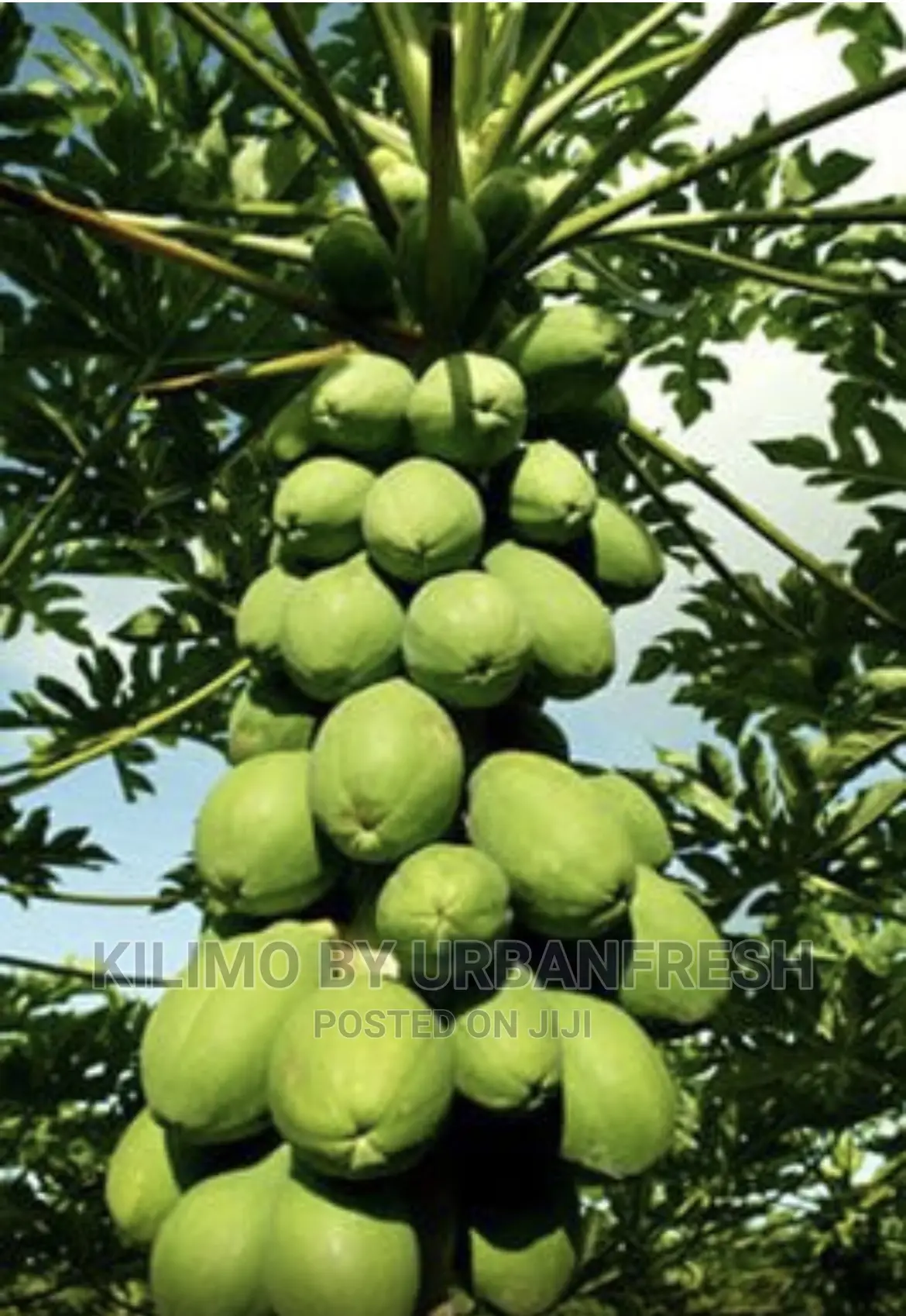 Malkia / Calina / Solo Dwarf Pawpaw Seedling Moq 10.