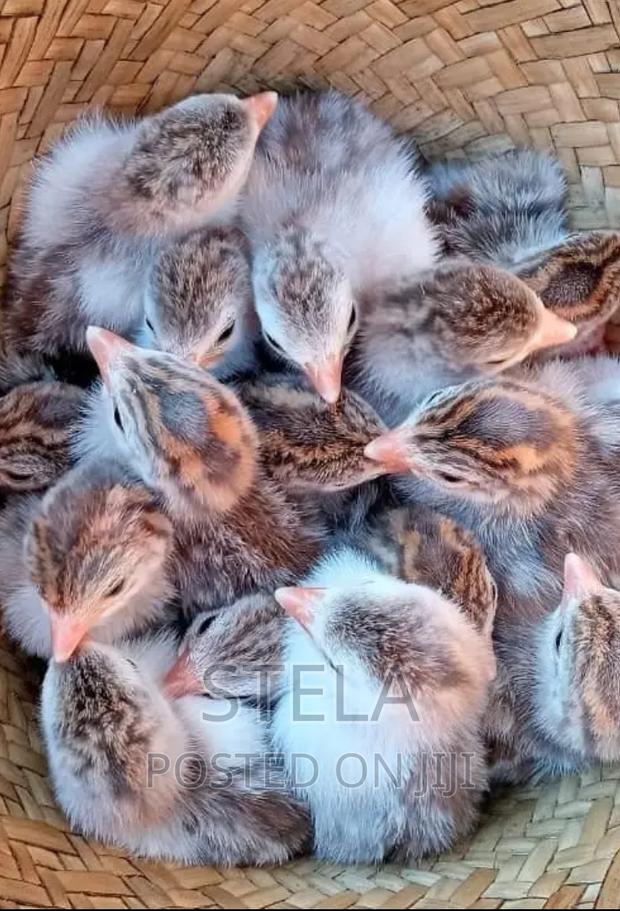Domestic Guinea Fowl for Sale