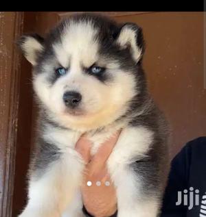 Baby Male Purebred Siberian Husky