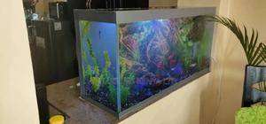 Kitchen Top Aquarium - thumbnail 2