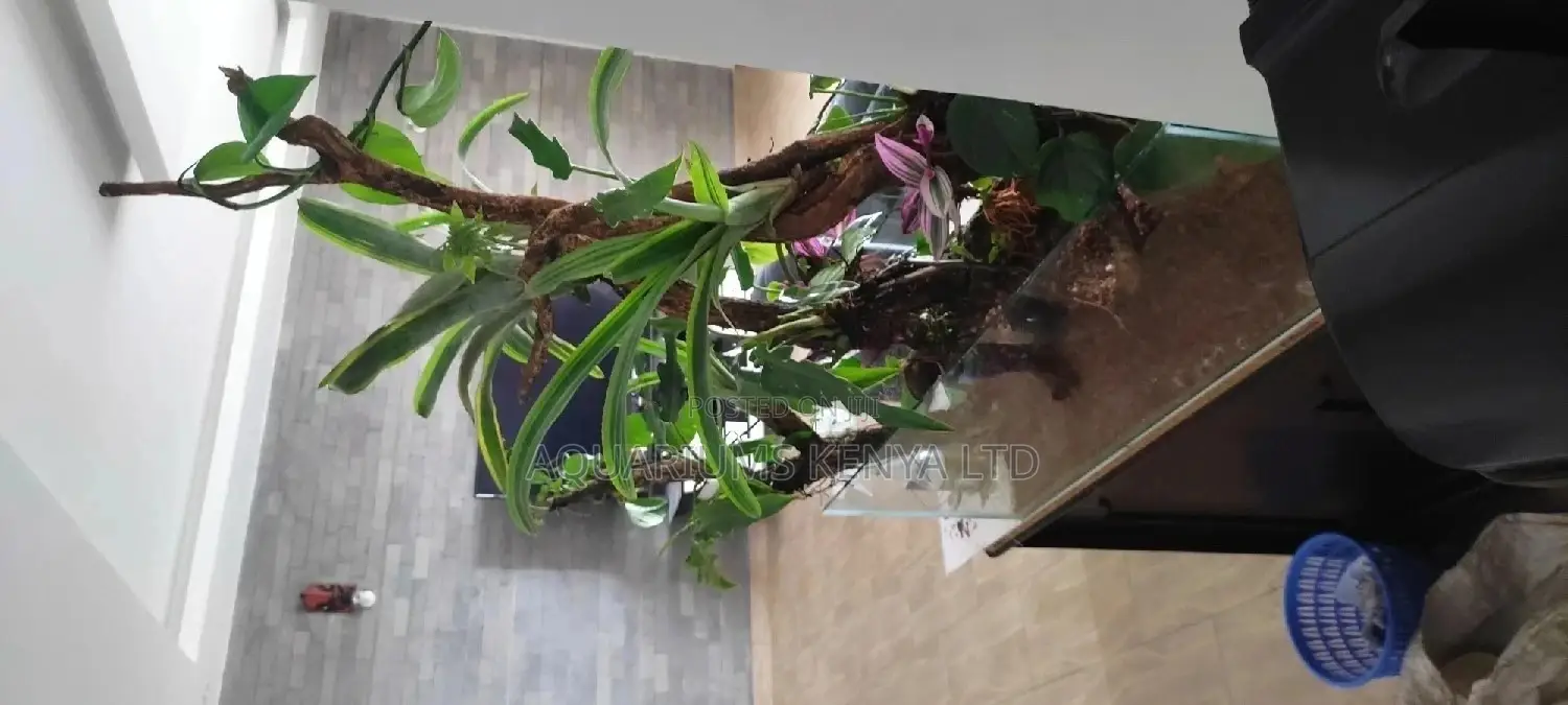 Paludarium Aquarium (Plants and Water)