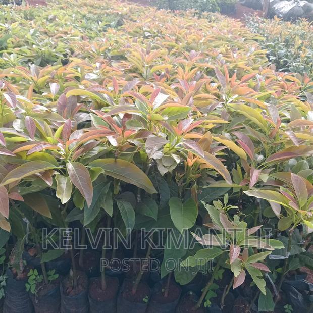 Good Grafted Hass Avocado Seedlings. - main view