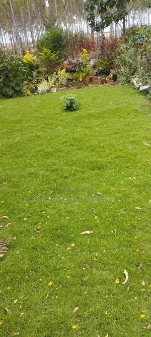 Arabic Carpet Grass,Carpet Grass - thumbnail 2