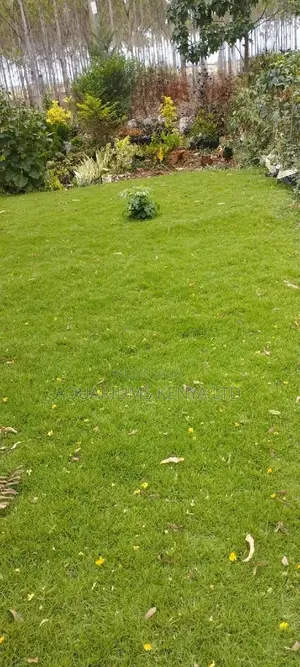 Arabic Carpet Grass,Carpet Grass