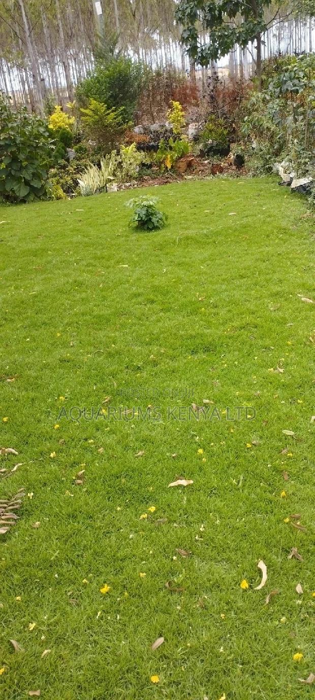 Arabic Carpet Grass,Carpet Grass - main view