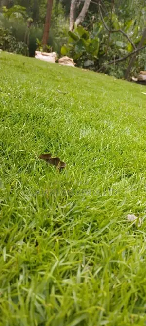 Natural Garden Carpet Grass,Carpet Grass Natural