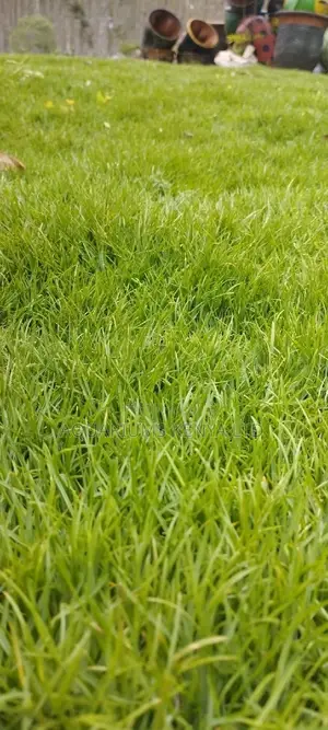 A Carpet Grass That Spreads Very Quickly,Carpet Grass