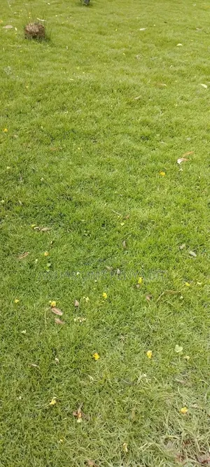 Carpet Grass Kikuyu Grass,Per 50kg Carpet Grass