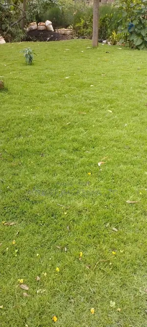 Original Kikuyu Arabic Carpet Grass, Carpet Grass