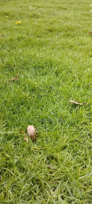 Eureka Kikuyu Grass, Carpet Grass, Carpet Grass