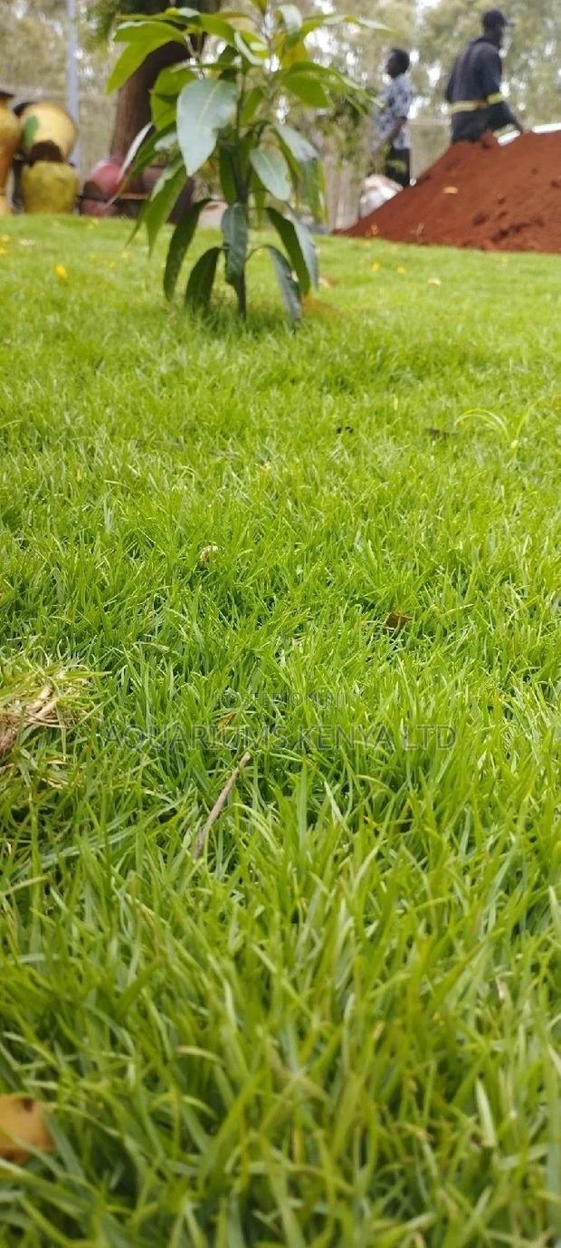 Minimal Upkeep Carpet Grass, Carpet Grass
