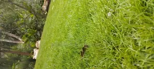 Carpet Grass,Carpet Grass That Is Natural