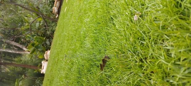 Carpet Grass,Carpet Grass That Is Natural
