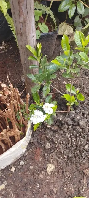 Exquisite Fragrance Gardenia Plant,Flowers